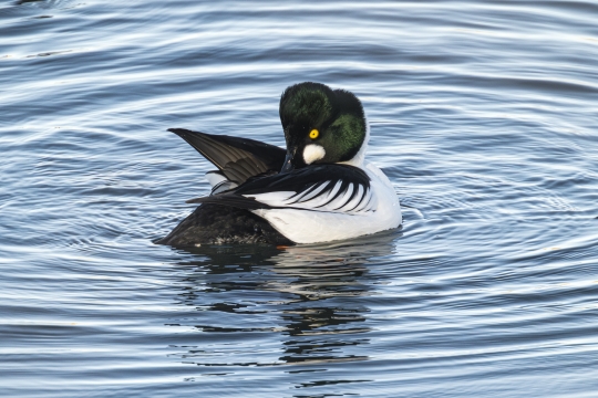 Tiled Image