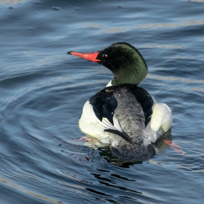 Tiled Image