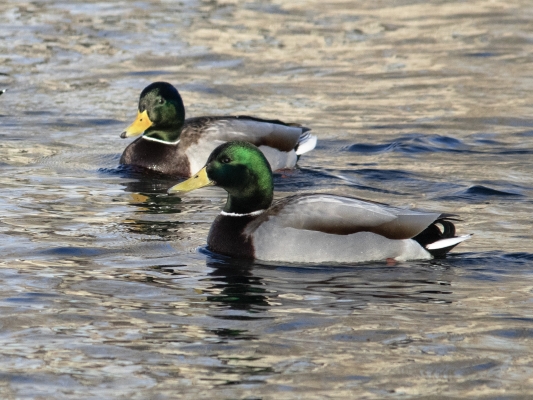 Tiled Image